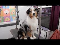 Grooming an Australian Shepherd