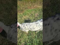 Training for a guided Quail Hunt. First time together:  Rambo,  Lacey,  Layla, Willy. 10  15 24