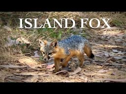 Island Fox: Facts + Where to See Them in the Channel Islands!