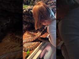 Fearless 3 year old girl helps dad clean the snake tank 🐍🫣 #shorts #wildaustralia #cleaning