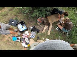 Male lion rescued from neck snare in South Africa