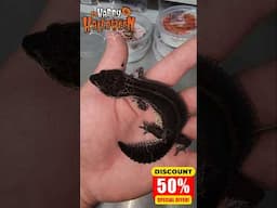 SPOOKY SPECTACULAR 50% OFF SALE!! | New Geckos added DAILY!