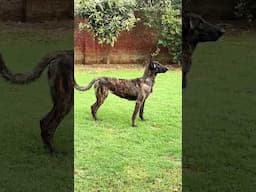 Dutch shepherd @UnleashD