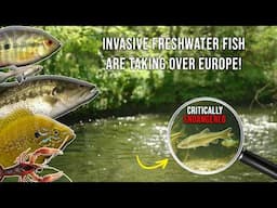 How Invasive American Fish are Destroying European Rivers - exclusive Underwater Footage