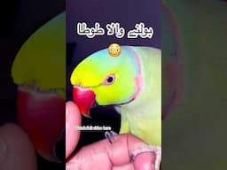 Talking Parrot saying Allah Ho and Roti Khai many more words! #parrot #talkingparrot #allahuakbar