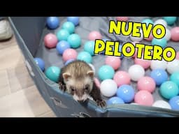 COMPRAMOS UN PELOTERO AL BEBÉ HURÓN 🐾