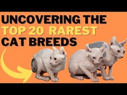 20 of the Most Uncommon and Rare Cat Breeds You Need to See!