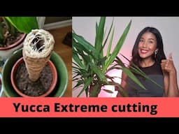 Yucca propagation extreme way | Faster growing yucca propagations by cutting the main thick stem