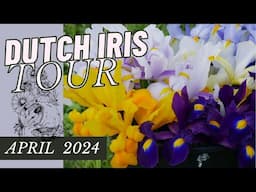 FULL TOUR: 2024 DUTCH IRIS BEDS // BACKYARD FLOWER FARM