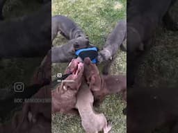 Young Bandog practice