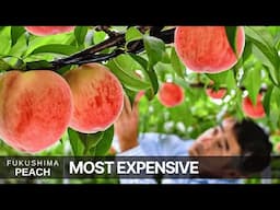 Fukushima Peach Cost ¥11,000 Each | World's Most Expensive Peach Farming | Record-Breaking Sweetness