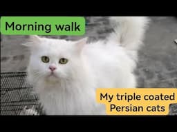 Persian cats morning walk / Important questions answer session