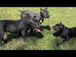 Extremely Dominant Cane Corso pup takes charge with authority