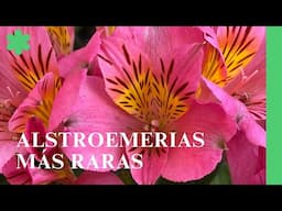 LAS ALSTROEMERIA MÁS RARAS 😘