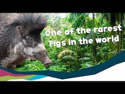 Visayan Warty Pig Enrichment