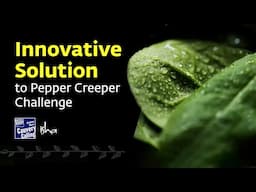 A Lesson Well Learned: Tackling Dried Up Pepper Creepers and Ensuring Crop Health