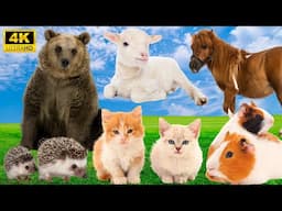 Relax with Animal Sounds: Bear, Cat, Goat, Horse, Hamster - Animal Videos