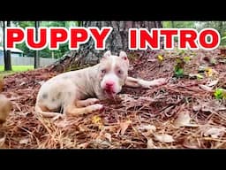 Puppies Meet the American Bully DOG PACK for the FIRST TIME!