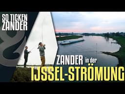 Buhnen-Zander aus der Ijssel! So ticken Zander!