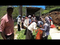 Behind The Scenes of Sri Lankan Tea Industry 🇱🇰