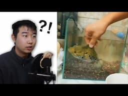 FISH 👏 TANK 👏 REVIEW 👏 EP 61 - 70 COMPILATION