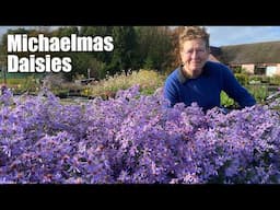 My Favourite Michaelmas Daisies: 14 Fabulous Perennials For Autumn/Fall Colour