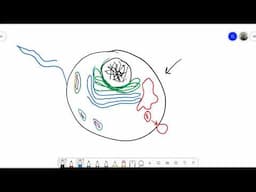 Simple Cell Organelle Explanations