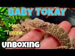 I bought a tiny TOKAY GECKO!! (unboxing)