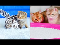 Can Cats Run On Bean Bag Fillings? | Compilation