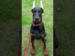 why Dobermans and Rottweilers tails docked ✂️ | is it good or bad? | தமிழ்