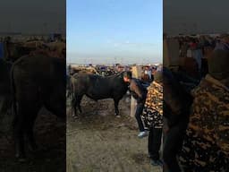 central asia (cow market)