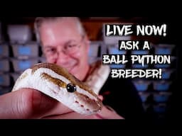 Live Now!  Ask A Ball Python Breeder Anything!