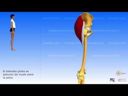 Glúteo mayor, tensor de la fascia lata, deltoides del glúteo