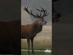 The Call of The Wild - Red Deer