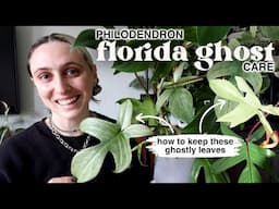 how to grow a happy FLORIDA GHOST PHILODENDRON 👻🪴 p. florida ghost care tips