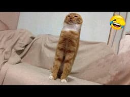 Funny Dogs And Cats Videos 2024 😅 - Best Funniest Animal Videos Of The week Part 30