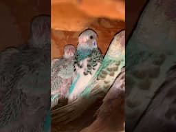 Budgies Parrot Breeding Short Video  #lovebirds  #budgiesvlog