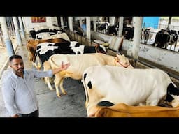 हरियाणा का सबसे बड़ा और सस्ता फ़ार्म ।। Maratha Dairy Farm