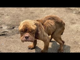 That dog devoted his whole life to his owner, only to be left in a muddy cage