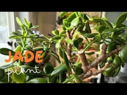 Jade plants are ALMOST indestructible