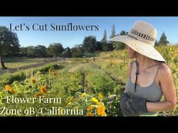 How to cut sunflowers for the longest vase life  #zone9garden