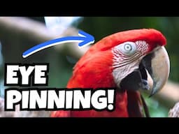 Parrot Eye Pinning - What Does It Mean? | Bird Behavior and Body Language | BirdNerdSophie