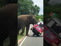 Elephants Making an Entrance 😳🐘