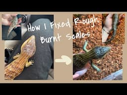 UPDATE ON MY BLUE TONGUE SKINK! | How I Fixed Rough, Burnt, Crusty Scales.