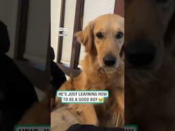 When the foster puppy copies your every move 🐶😂        🎥: TikTok / layinlowwitharlo