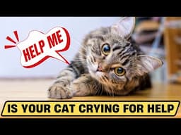 10 Warning Signs That Your Cat Is Crying for Help