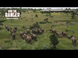 Incredible Sighting Of Elephants From the Air!! | Lalashe Mara Ripoi Safari