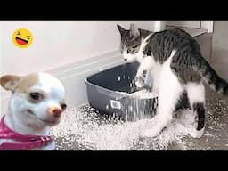 New Funny Animals 2024 😂 Funniest Cats and Dogs Videos #168