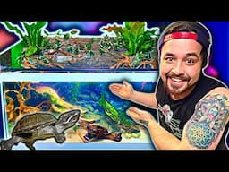 HUGE Musk Turtle Paludarium Build, 75 Gallons!