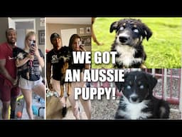 WE GOT AN AUSTRALIAN SHEPHERD PUPPY | Katy Bing